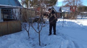 Как гарантированно  вырастить абрикос на Урале и в Сибири