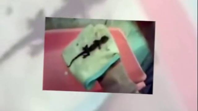 Woman gave birth to a lizard in Indonesia Женщина родила ящерицу в Индонезии смотреть онлайн