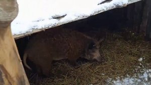 Мангалица в 6 месяцев и в 8 месяцев.