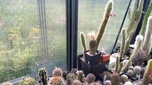 Переукоренение кактуса и результат.Огромный цветок на трихоцереусе.Эхиноцереусы шокируют.