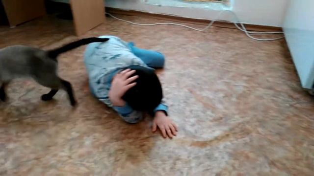 Игры с котенком2 смотреть онлайн