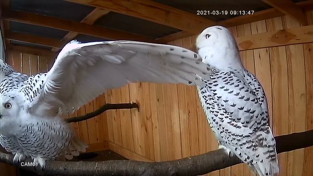 Реакция полярной совы на пролетающего ястреба смотреть онлайн