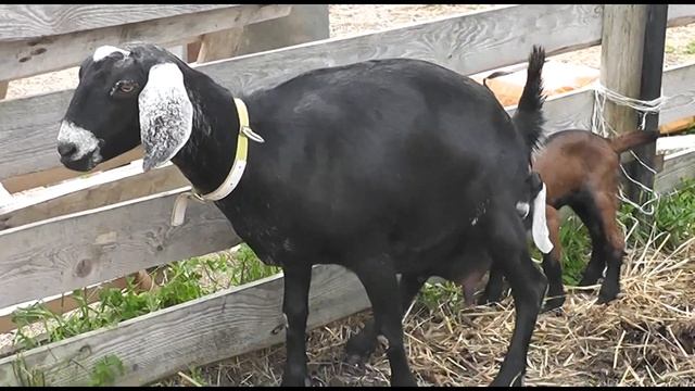 Сколько Дает Первокотка смотреть онлайн