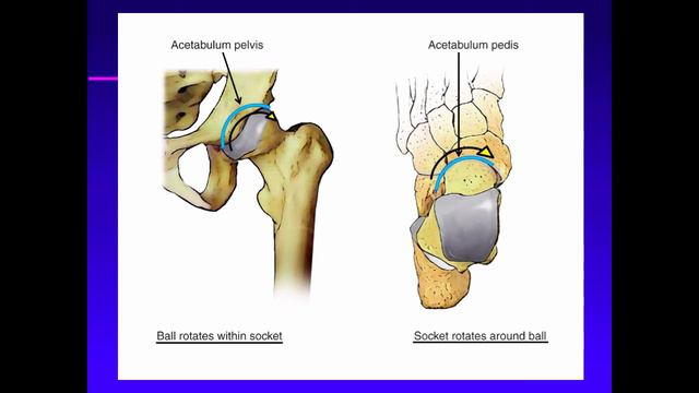 Biomechanics Of The Pediatric Foot. Principle 03. The Concept Of The Acetabulum Pedis