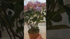 Обзор гортензий Дабл Дач Дарк блю и Доппио Бьянка