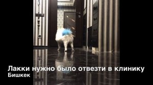 Проверка на видео: можно ли оставить шпица одного дома.