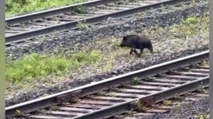 В центре Ачинска жители заметили гуляющего кабана