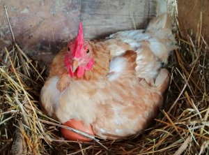 Куры зимой в курятнике балдеют