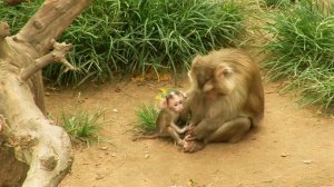 Сафари парк, Вэйхай