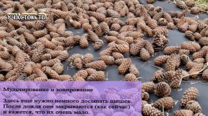 Как Избавиться от Сорняков на Участке - ЛУЧШИЕ СРЕДСТВА ПРОТИВ СОРНЯКОВ - Как Убрать Бурьяны