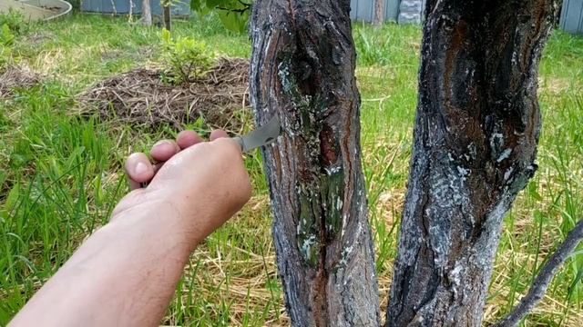 Как лечить трещины на коре абрикоса. Необычный способ.