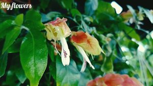 Белопероне(Комнатный хмель) Максимально краткая информация по уходу в домашних условиях.