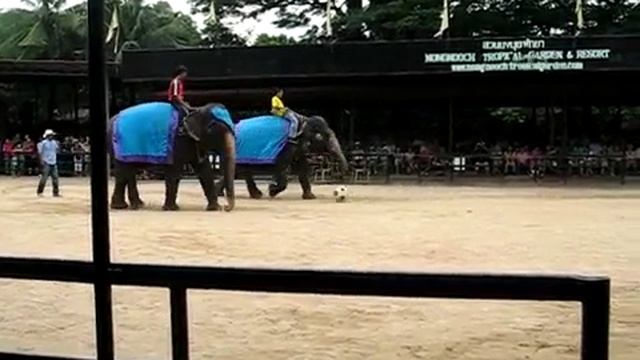 Тайланд, шоу слонов