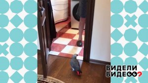 Попугай зовет папу. Видели видео? Фрагмент выпуска от 17.11.2019