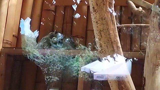 Варшавский зоопарк смотреть онлайн