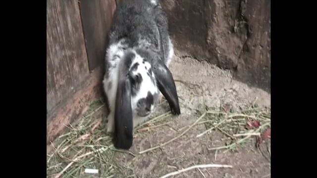 Самые крупные кролики местных пород в Армении. (093679487) смотреть онлайн