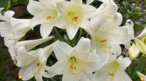 Лилия (White Amstel). Краткий обзор: Лилия описание характеристик, где купить луковицы