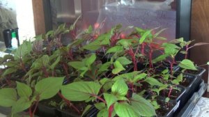 Уход за рассадой целозии гребенчатой от пикировки до высадки в грунт