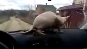 Кот насрал на панель авто