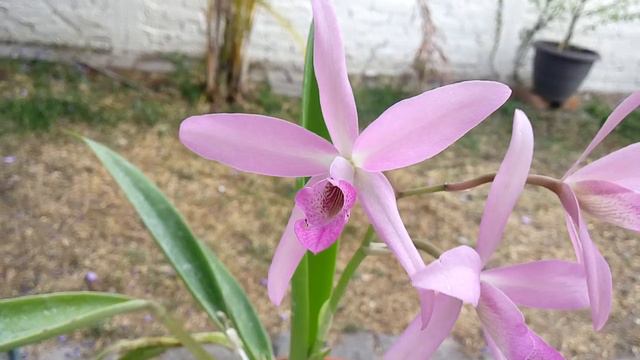 Blc. Fort Watson × (Cat. Chocolate drop × Pot. Little Toshi) смотреть онлайн