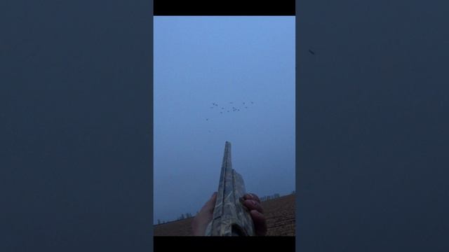 Отличная охота на гуся на кукурузном поле!!! Great goose hunting in a cornfield!!!