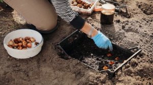 Осенняя посадка тюльпанов. Приближаем весну!