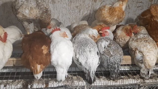 Уютный сон! #курынесушки #chick ##курятник смотреть онлайн