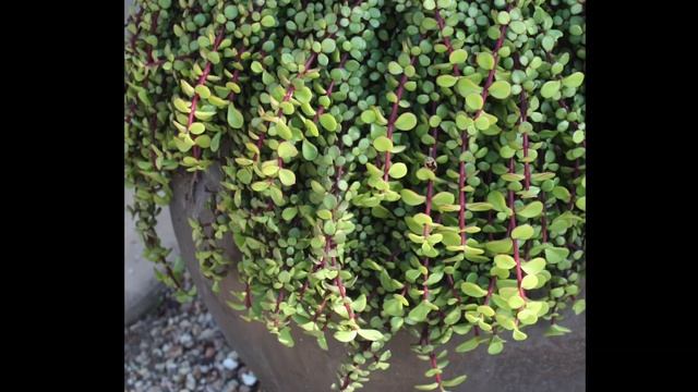 Succulents Simplified: Portulacaria afra