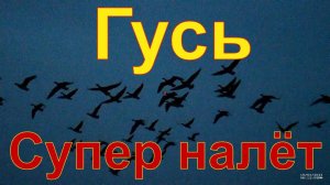 Охота на осеннего гуся\утку с чучелами Полесник #18 Шикарный налёт
