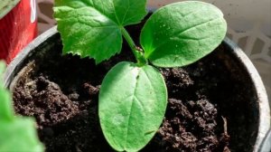 Как правильно посадить пророщенные семена огурцов в стаканчики, чтобы получить крепкую рассаду?