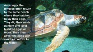 TOP10 Facts About Loggerhead Turtles