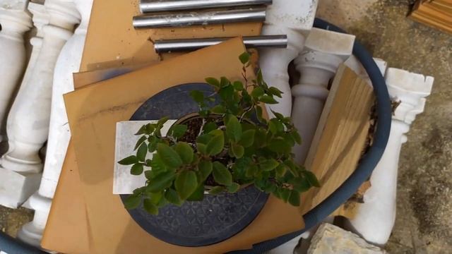 Бонсай из граба. Маленький бонсай с большим будущим. Hornbeam bonsai.