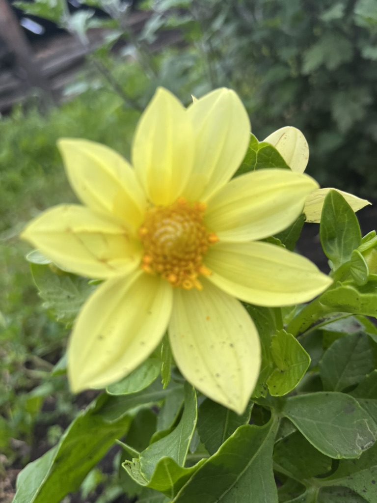 Мортал комбвт