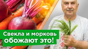 МОРКОВЬ И СВЁКЛА СТАНУТ СОЧНЫМИ, СЛАДКИМИ И БУДУТ ДОЛГО ХРАНИТЬСЯ после этой бабушкиной подкормки!