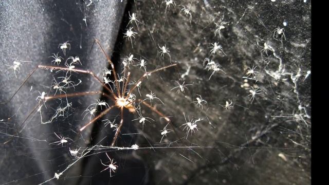 Pholcus phalangioides смотреть онлайн