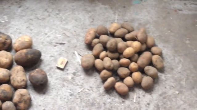 (113)Сравнение урожая картофеля!Блочно-модульный огород и обычная посадка! смотреть онлайн