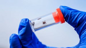 В Югре зафиксировали первый случай присасывания клеща