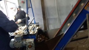 Вторичная очистка чеснока.