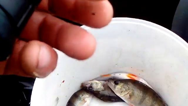 Рыбалка в Сестрорецке смотреть онлайн