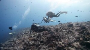PALAU Diving Travel Video - A Glance of Heaven
