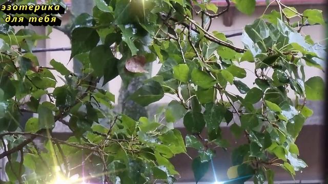 5 октября народный праздник день Иона и Фоки, Листодер. Что нельзя делать. Народные приметы традици смотреть онлайн