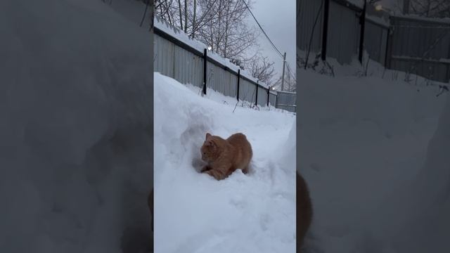 Милый котик играет в снегу ?