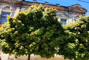 Проект "Достопримечательности моего города". Дом семьи купцов Костиных.  г. Ейск, ул. Ленина,34.