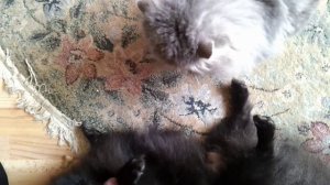 Кошки против собак! Домашнее видео померанского шпица и персидского кота