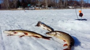 Сколько у щуки зубов и почему это самый опасный хищник?