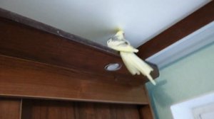 Попугай корелла. Яша летает по кругу