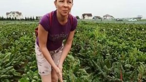 МАНГОЛЬД, или листовая свекла