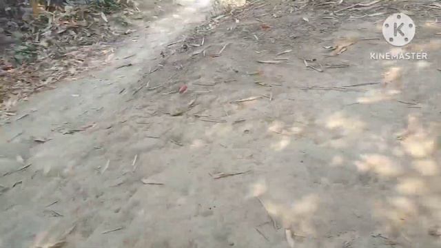 রজনীগন্ধা ফুল যত্ন ও সম্পূর্ণ পরিচর্যা/রজনীগন্ধা চারা কি ভাবে ছাড়ানো হয় /#Sandip Lifestyle vlog# смотреть онлайн