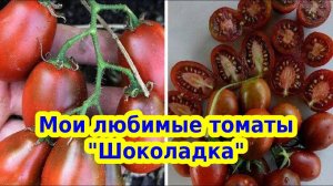 ШОКОЛАДКА поспела на грядке - НЕПРЕВЗОЙДЕННЫЙ лидер по вкусу - коричневые помидоры