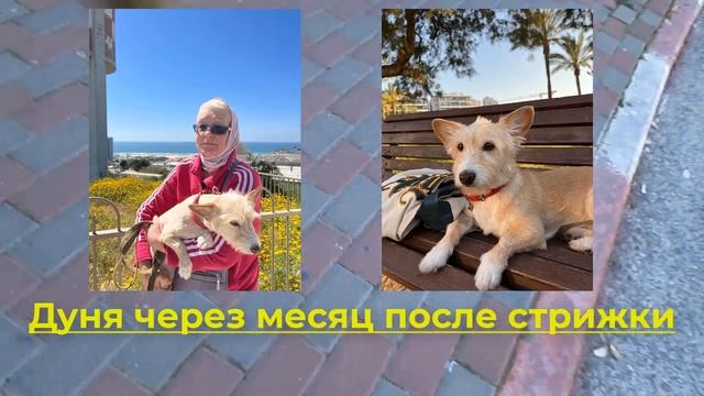 Можно ли стричь собаку под ноль. Какие функции выполняет шерсть животного смотреть онлайн